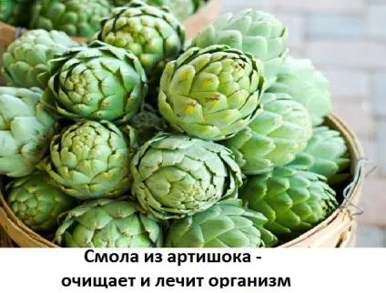 Артишок у вигляді смоли, сайт про методи лікування докторів Неумивакіна, Болотова, огулова (лікування травами) Артишок у вигляді смоли, сайт про методи лікування докторів Неумивакіна, Болотова, огулова