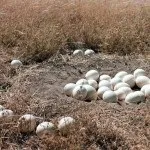 Все про несучості страусів і їх унікальних продуктах - страусиних яйцях (продуктах) Все про несучості страусів і їх унікальних продуктах - страусиних яйцях