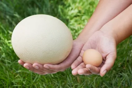 Все про несучості страусів і їх унікальних продуктах - страусиних яйцях (страусиних) Все про несучості страусів і їх унікальних продуктах - страусиних яйцях