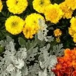 Чорнобривці в дизайні саду як красиво і корисно посадити, день дачника (чорнобривці) Чорнобривці в дизайні саду як красиво і корисно посадити, день дачника