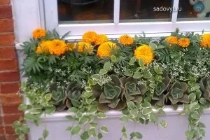Чорнобривці в саду