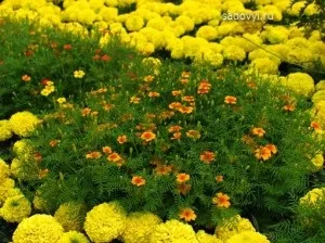 Чорнобривці в саду