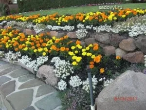 Чорнобривці в саду