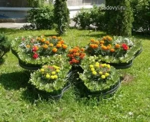Чорнобривці в саду