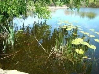 Берег річки