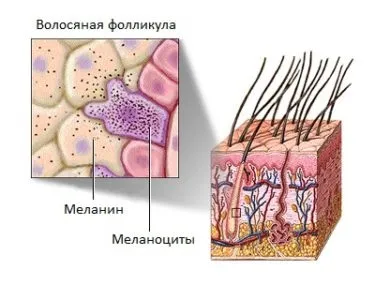 Базальний шар (шкіри, епідермісу)