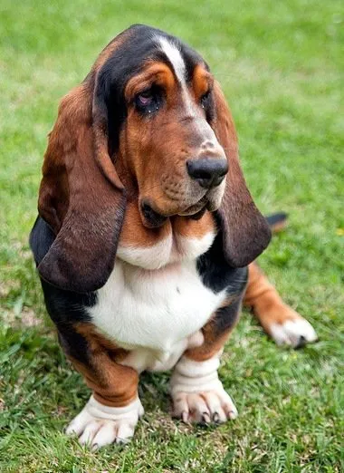 Бассет хаунд (basset hound) - опис породи собаки, фото, догляд і в'язка, цуценята і розплідники (в'язка бассет) Бассет хаунд (basset hound) - опис породи собаки, фото, догляд і в'язка, цуценята і розплідники