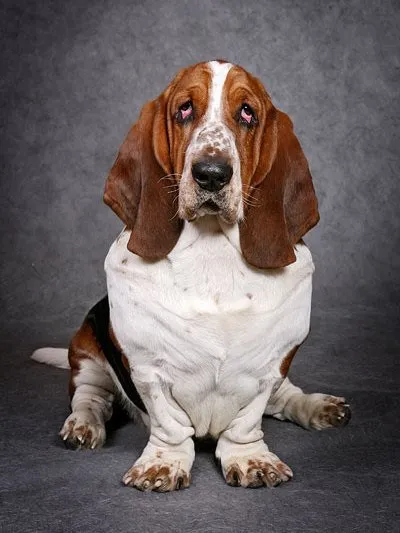 Бассет хаунд (basset hound) - опис породи собаки, фото, догляд і в'язка, цуценята і розплідники (бассет фото) Бассет хаунд (basset hound) - опис породи собаки, фото, догляд і в'язка, цуценята і розплідники