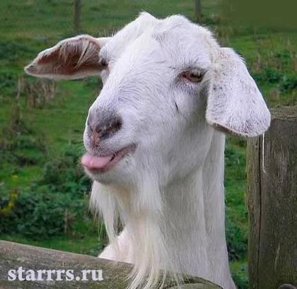 Біла металева вівця - коза