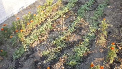 Чорнобривці лікувальні властивості і застосування в кулінарії (кулінарії) Чорнобривці лікувальні властивості і застосування в кулінарії
