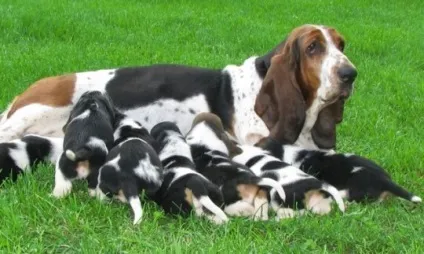 Бассет хаунд (basset hound) - опис породи собаки, фото, догляд і в'язка, цуценята і розплідники (basset) Бассет хаунд (basset hound) - опис породи собаки, фото, догляд і в'язка, цуценята і розплідники