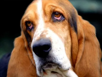 Бассет хаунд (basset hound) - опис породи собаки, фото, догляд і в'язка, цуценята і розплідники (бассет хаунд) Бассет хаунд (basset hound) - опис породи собаки, фото, догляд і в'язка, цуценята і розплідники
