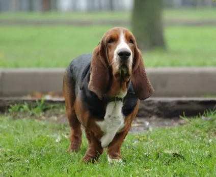 Бассет хаунд (basset hound) - опис породи собаки, фото, догляд і в'язка, цуценята і розплідники (все про бассет хаунд) Бассет хаунд (basset hound) - опис породи собаки, фото, догляд і в'язка, цуценята і розплідники