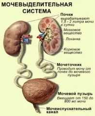Хвороби сечовидільної системи - коротко про головне (сечовидільна система хвороба попередити профілактика органи захворювання діти) Хвороби сечовидільної системи - коротко про головне