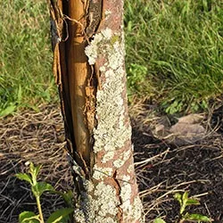 Хвороби кори яблуні опис з фотографіями і способи лікування (опис) Хвороби кори яблуні опис з фотографіями і способи лікування