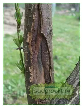 Хвороби кори плодових дерев (дерев) Хвороби кори плодових дерев