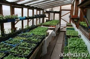 Бізнес на розсаді (продаж розсади) Бізнес на розсаді