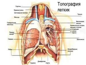 Біль в легких при кашлі чому болять легені, що робити при болю в легенях, лікування народними (кашлі) Біль в легких при кашлі чому болять легені, що робити при болю в легенях, лікування народними