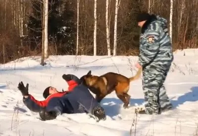 Бізнес план тренування собак (собаки) Бізнес план тренування собак