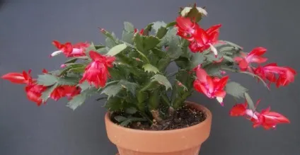 хвороби кактуса