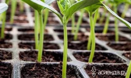 Бізнес на розсаді (продаж розсади) Бізнес на розсаді