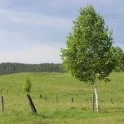 Центр оздоровлення організму Федора Миколайовича волкова (організму) Центр оздоровлення організму Федора Миколайовича волкова