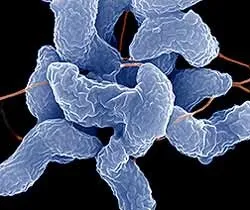 Campylobacter (кампилобактер)