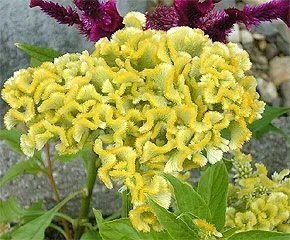 Целозія догляд, вирощування, полив, посадка в домашніх умовах