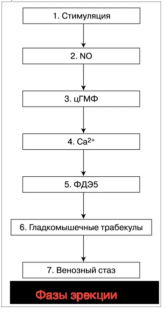 Центральні і - периферичні механізми регуляції еректильної функції, medical insider (регуляції) Центральні і - периферичні механізми регуляції еректильної функції, medical insider