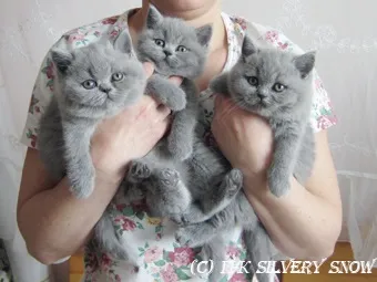 Британські кошенята є в розпліднику британських кішок silvery snow