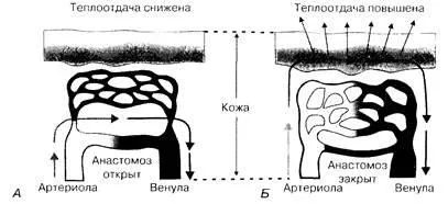 Центральні механізми терморегуляції, безкоштовні курсові, реферати, дипломні роботи (оптимальний рівень температури) Центральні механізми терморегуляції, безкоштовні курсові, реферати, дипломні роботи