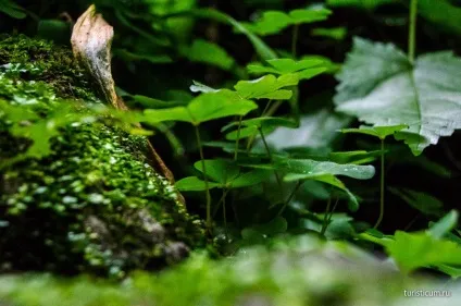 Чегемские водоспади і Чегемській ущелині, Кабардино-Балкарія (ущелина) Чегемские водоспади і Чегемській ущелині, Кабардино-Балкарія