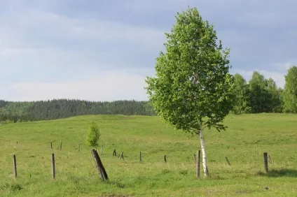 Центр оздоровлення організму Федора Миколайовича волкова (оздоровлення серця) Центр оздоровлення організму Федора Миколайовича волкова