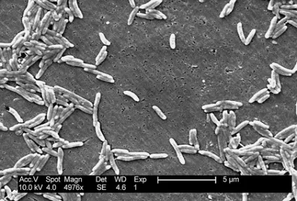Campylobacter (кампилобактер)