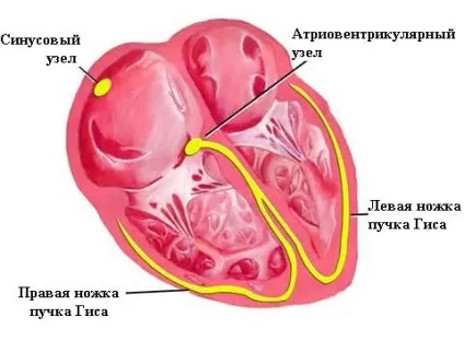Брадикардія симптоми і лікування (брадикардія) Брадикардія симптоми і лікування