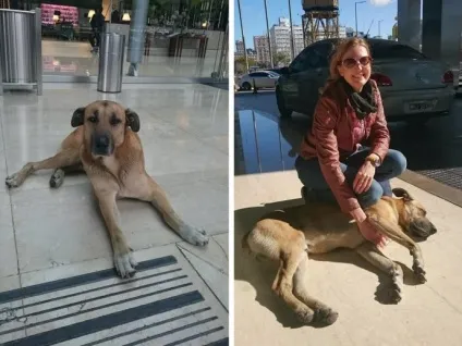 Бродячий пес зачарував стюардесу і вона забрала його до себе додому (бродячий) Бродячий пес зачарував стюардесу і вона забрала його до себе додому