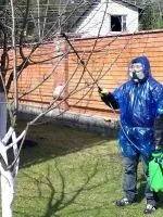 Чим обробити яблуні від парші навесні (обробити) Чим обробити яблуні від парші навесні