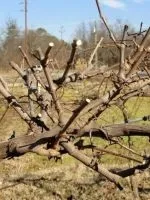 Чим обробити яблуні від парші навесні (обробити) Чим обробити яблуні від парші навесні