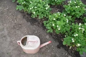 Чим підгодувати полуницю в травні магія рослин (полуницю) Чим підгодувати полуницю в травні магія рослин