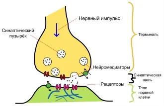 чорна субстанція