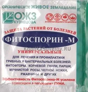 Чим обробити огірки перед і після посадки - способи обробки від хвороб