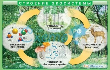 Чим відрізняється агроекосистеми від екосистеми (об'єктів які можна) Чим відрізняється агроекосистеми від екосистеми