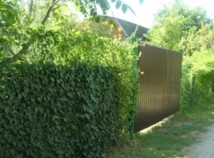Чим можна задекорувати паркан із сітки рабиці (можна) Чим можна задекорувати паркан із сітки рабиці
