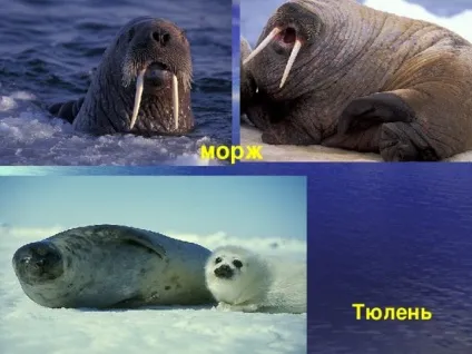 Чим морж відрізняється від тюленя
