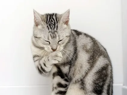 Чому потрібно навчити кішку