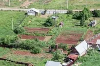Що робити з часниковими стрілками, ваші 6 соток (часник) Що робити з часниковими стрілками, ваші 6 соток