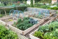 Що робити з часниковими стрілками, ваші 6 соток (соток) Що робити з часниковими стрілками, ваші 6 соток