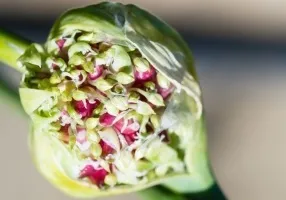 Що робити з часниковими стрілками, ваші 6 соток (часник) Що робити з часниковими стрілками, ваші 6 соток