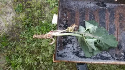 Що лікує корінь лопуха в народній медицині і як приготувати відвари для лікування (лікує) Що лікує корінь лопуха в народній медицині і як приготувати відвари для лікування