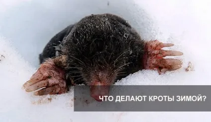 Що роблять кроти взимку - впадають чи в сплячку (взимку впадають сплячку) Що роблять кроти взимку - впадають чи в сплячку
